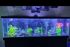 125 Gallon African Cichlids Thumbnail