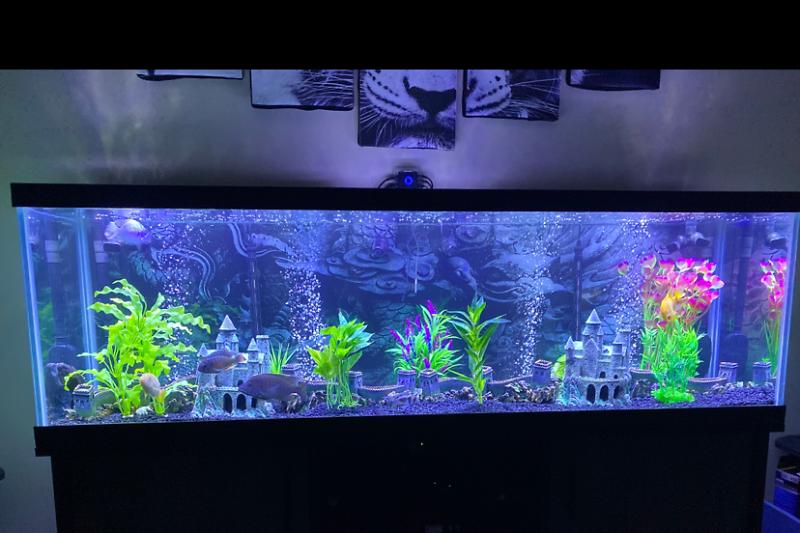 125 Gallon African Cichlids Thumbnail