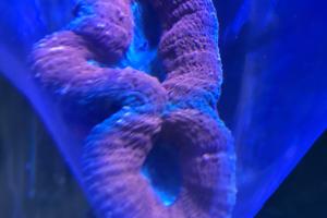 Lobophyllia Thumbnail