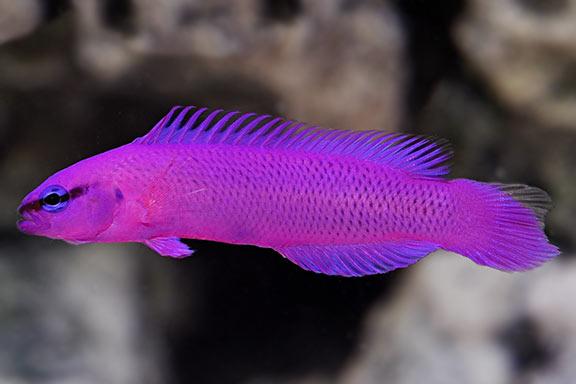 Orchid Dottyback / Pseudochromis fridmani 422