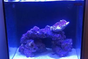 Nano Reef 24 G on Sep 15, 2020