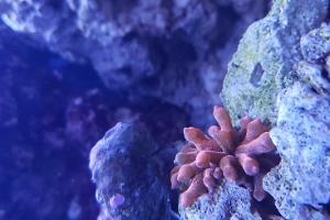 bubble tip anemone Thumbnail