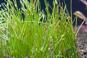 Dwarf Hairgrass Thumbnail