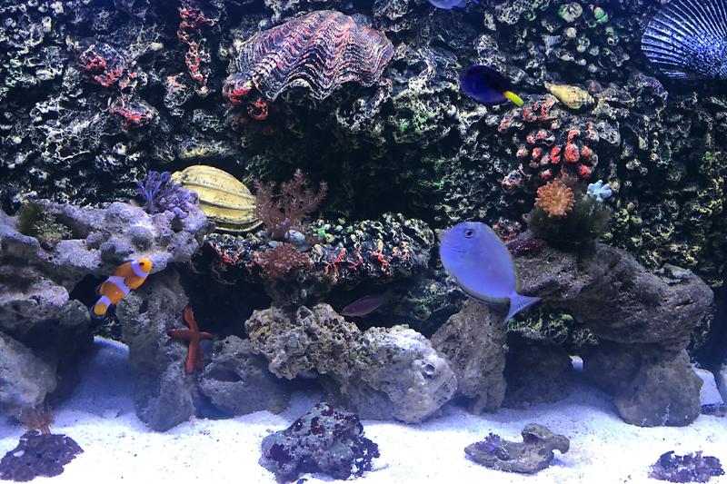 My Aquarium Thumbnail