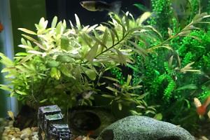 My Aquarium Thumbnail