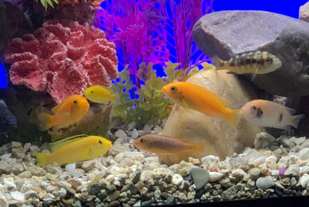 My Cichlid Aquarium on Sep 19, 2020