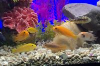 My Cichlid Aquarium on Sep 19, 2020