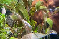 Cryptocoryne Undulata ‘red’ Thumbnail