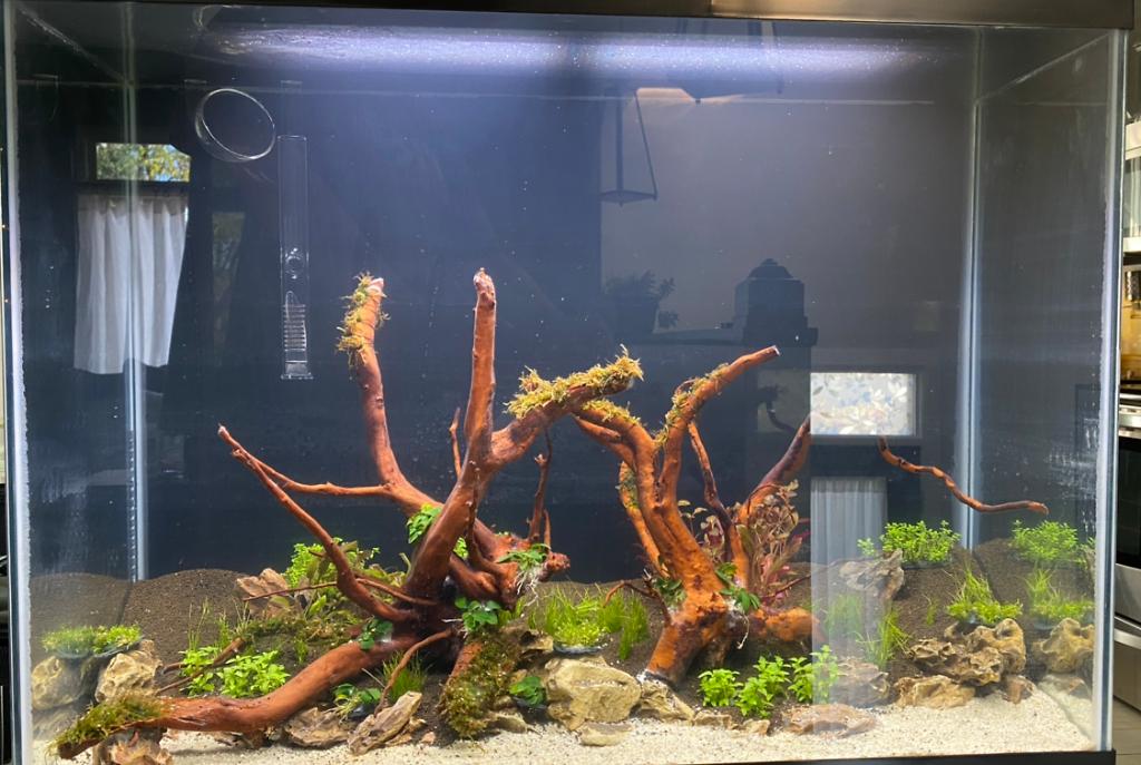 Nature Aquarium on Sep 19, 2020