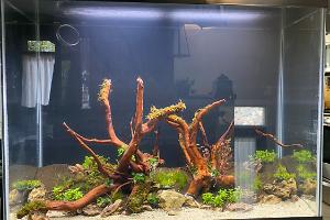 Nature Aquarium on Sep 19, 2020