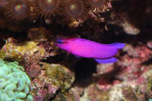 Indigo Dottyback Thumbnail