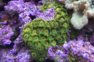 Rasta zoas Thumbnail