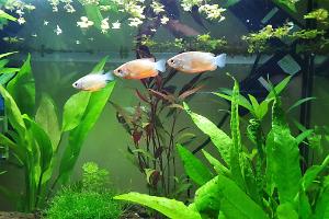 Honey Gourami Thumbnail