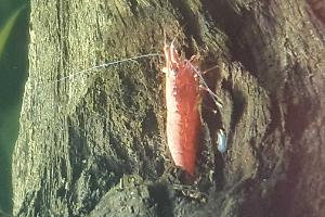 Cherry Shrimp Thumbnail