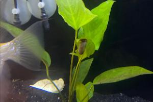 Anubias Thumbnail