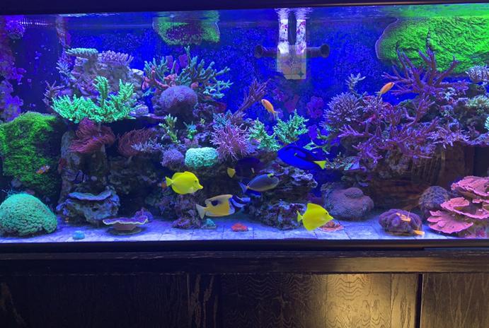 Our mixed Reef on Sep 22, 2020