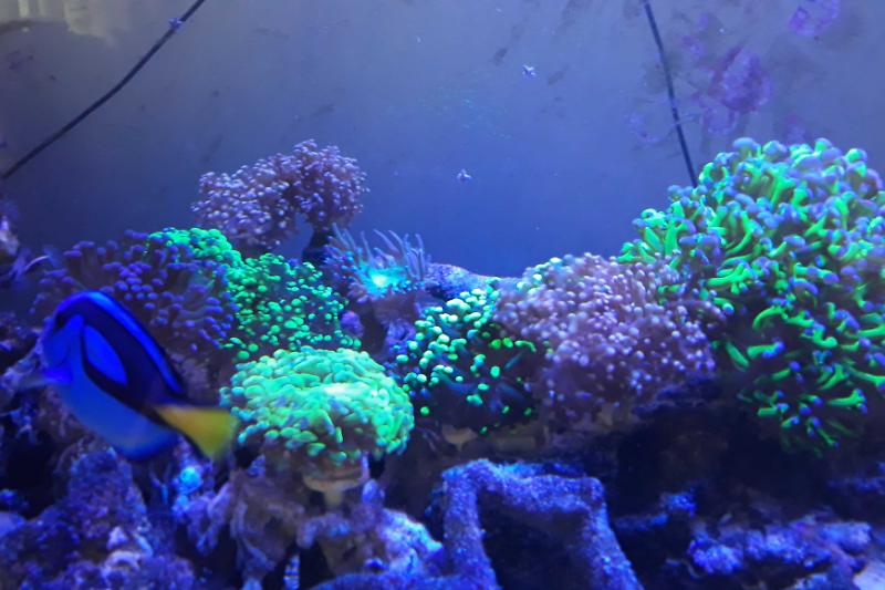 My Aquarium Thumbnail