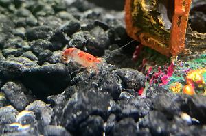 5.5 Shrimpy Tank Thumbnail