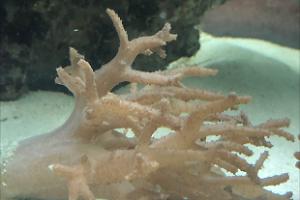 CORAL Thumbnail