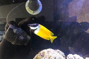 Foxface Rabbitfish Thumbnail