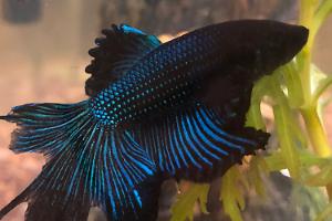 Black Orchid Betta Thumbnail