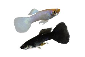 Yin Yang Guppy Thumbnail