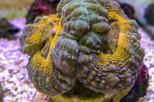 Lobophyllia Brain Coral Thumbnail