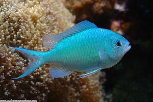 Blue-Green Chromis Thumbnail