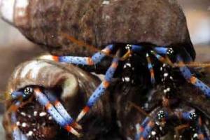 Blue legged Hermit Crab Thumbnail