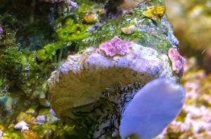 Banded Trochus Snail Thumbnail