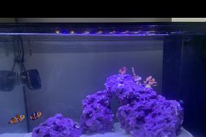 Fluval EVO 13.5g Thumbnail