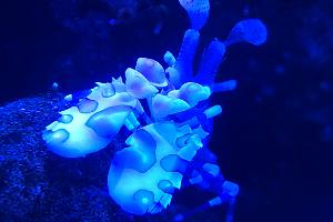 Harlequin Shrimp Thumbnail