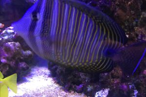 Sailfin Tang Thumbnail