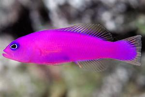 Purple Dottyback Thumbnail