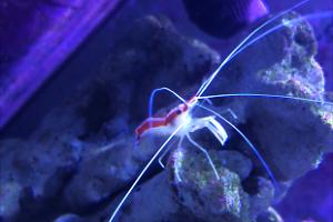 Cleaner shrimp Thumbnail