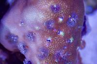 Porites Coral Thumbnail