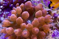 Rainbow Bubbletip Anemone Thumbnail