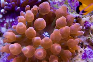 Rainbow Bubbletip Anemone