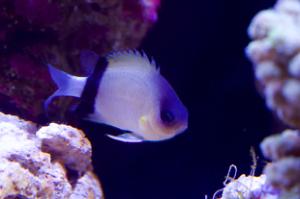 Black Bar Chromis