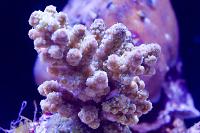 White Acropora Thumbnail