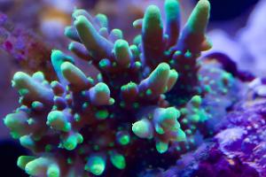 Acropora Caroliniana Thumbnail