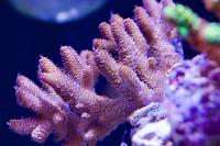 Acropora millepora Purple Thumbnail