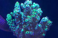 Yellow Acropora Thumbnail