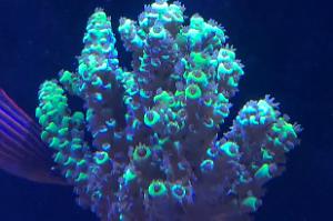 Yellow Acropora