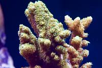 Acropora millepora Green Gold Thumbnail