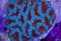 Acan Thumbnail