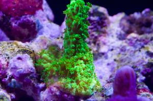 Green Slimer Acropora Thumbnail