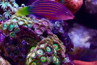 Zoanthids Thumbnail