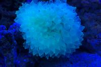 Green Bubbletip Anemone Thumbnail