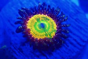 Sunny D Zoas Thumbnail